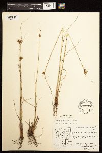 Juncus greenei image