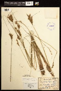 Juncus greenei image