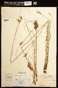 Juncus greenei image