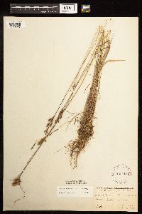 Juncus greenei image