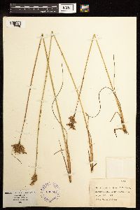 Juncus greenei image