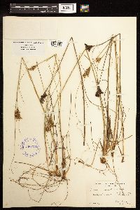 Juncus greenei image