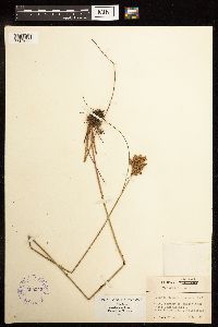 Juncus greenei image