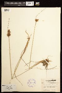Juncus greenei image