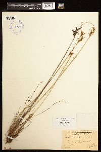 Juncus greenei image