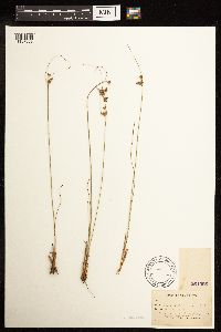 Juncus greenei image