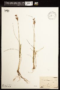 Juncus greenei image