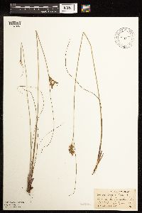 Juncus greenei image