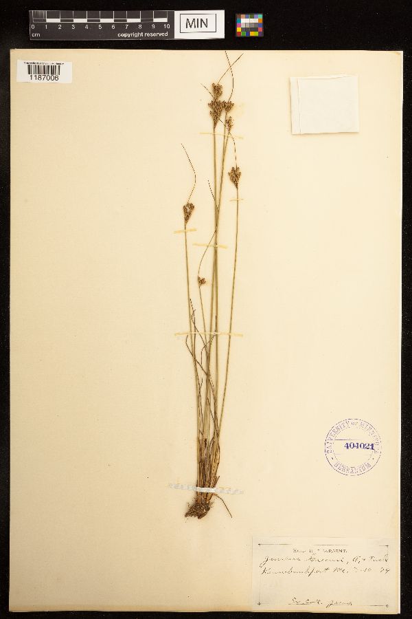 Juncus greenei image