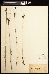 Juncus greenei image