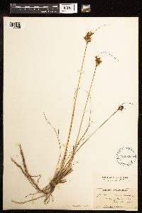 Juncus greenei image