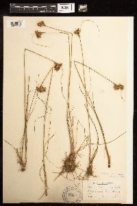 Juncus greenei image