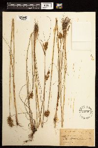 Juncus greenei image