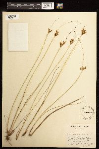 Juncus greenei image