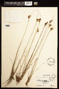 Juncus greenei image