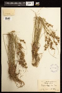 Juncus greenei image