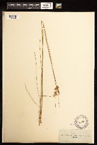 Juncus greenei image