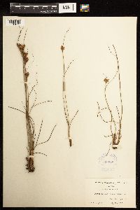 Juncus greenei image