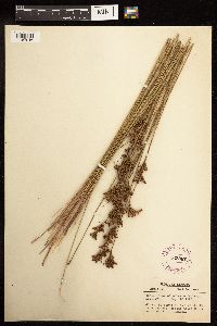 Juncus greenei image