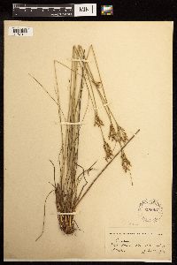 Juncus greenei image