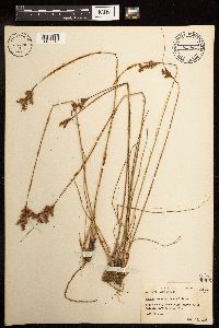 Juncus greenei image