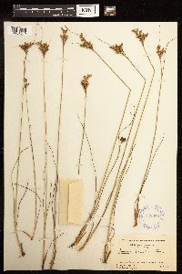 Juncus greenei image