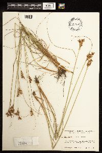 Juncus greenei image