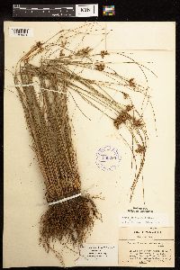 Juncus greenei image