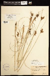 Juncus greenei image