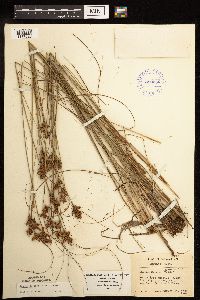 Juncus greenei image