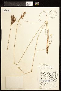 Juncus greenei image