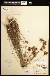 Juncus greenei image