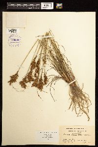 Juncus greenei image