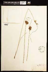 Juncus greenei image