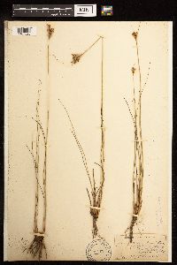 Juncus greenei image