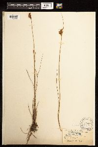 Juncus greenei image