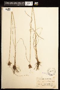 Juncus greenei image