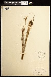 Juncus greenei image