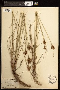 Juncus greenei image