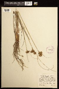 Juncus greenei image