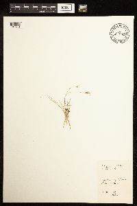 Juncus interior image