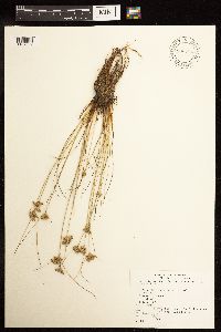 Juncus interior image