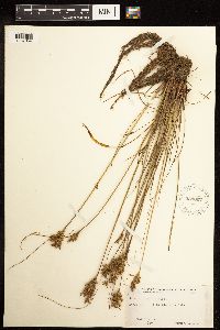 Juncus interior image