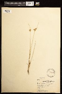 Juncus interior image