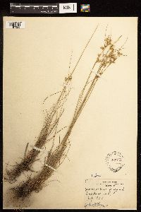 Juncus interior image