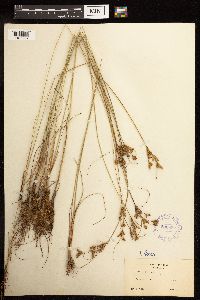 Juncus interior image