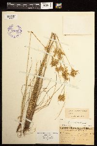 Juncus interior image