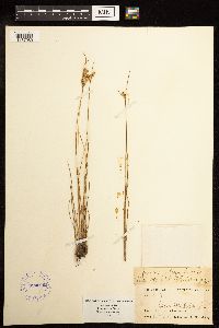 Juncus interior image