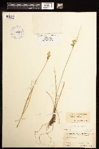 Juncus interior image