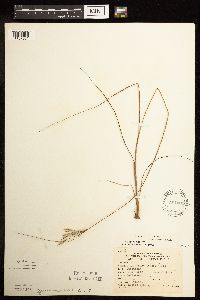 Juncus interior image